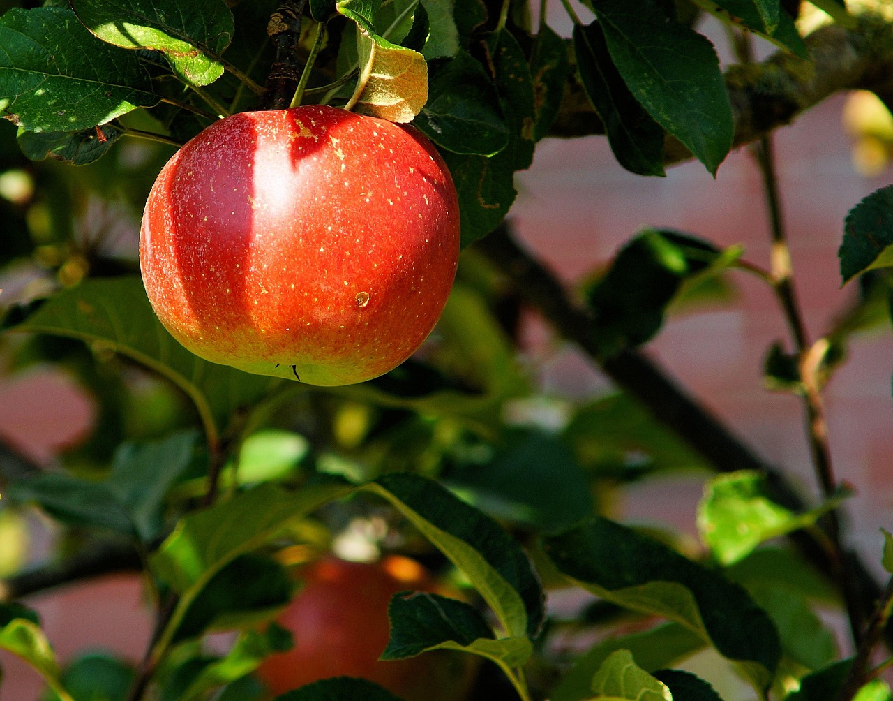 apple, tree, apple orchard, orchard, fresh, fruit, fresh apple, fresh fruit, red apple, harvest, nature, produce, organic